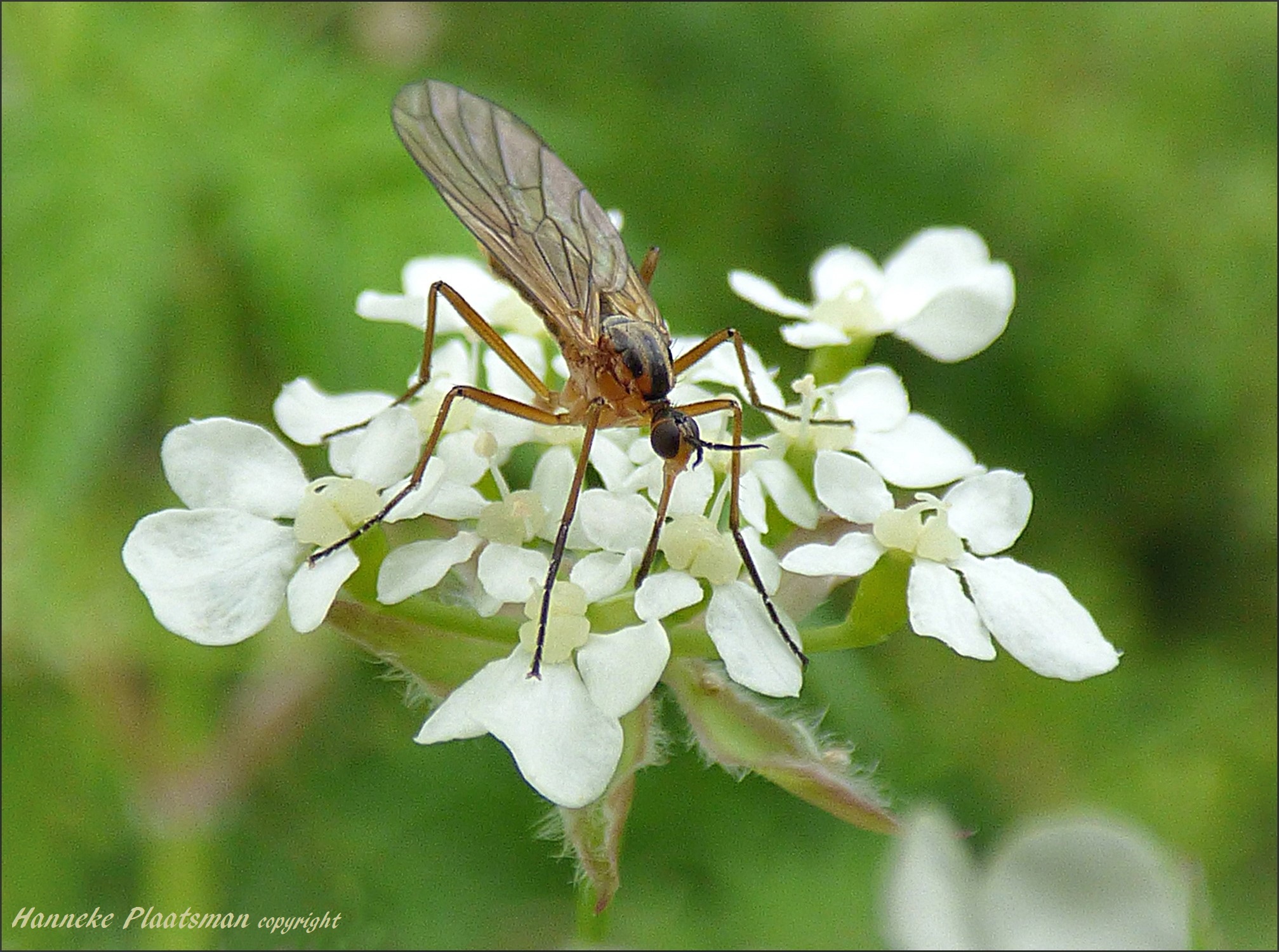 Is dit misschien de grote dansvlieg?